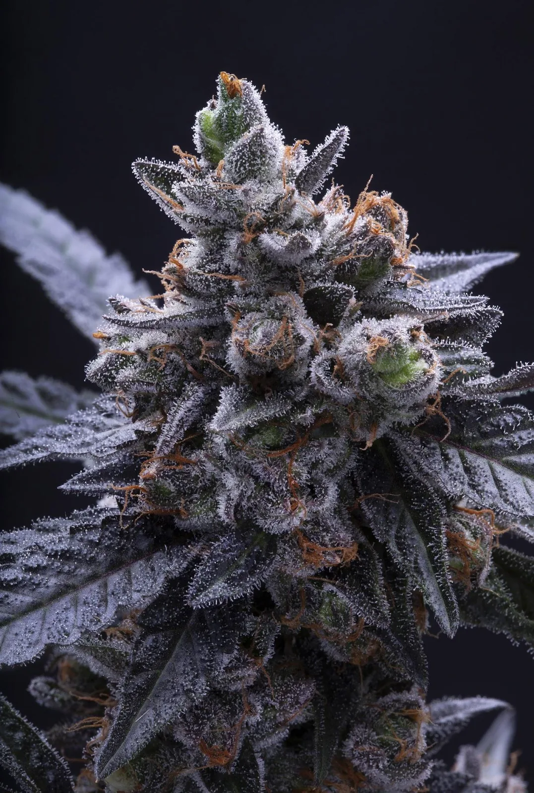 Gelato Bubba — fotografía de referencia