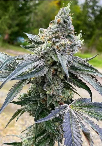 GSC (Girl Scout Cookies) — fotografía de referencia