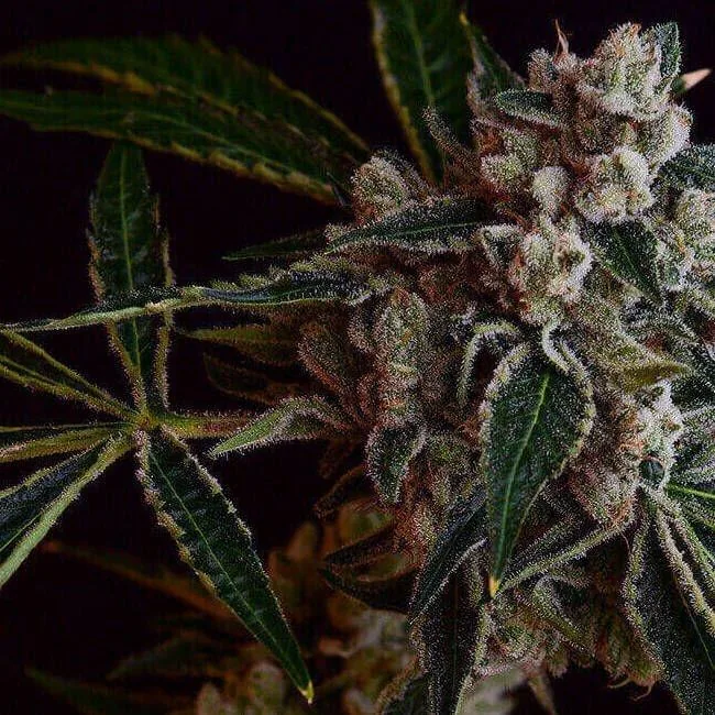 Kosher Kush — fotografía de referencia