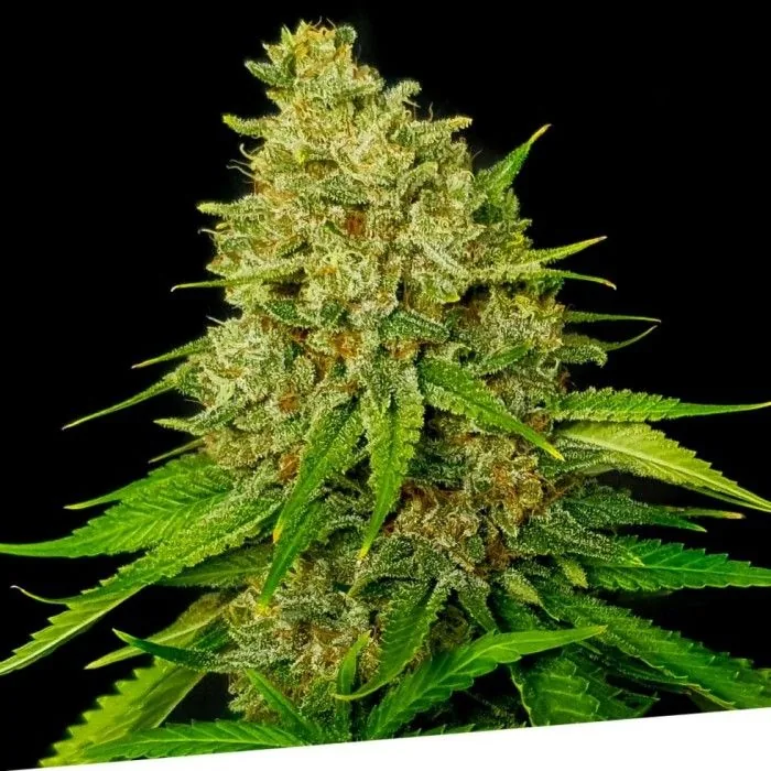 Larry OG — fotografía de referencia