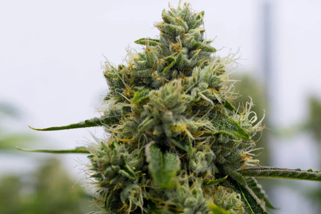 Legend OG — fotografía de referencia