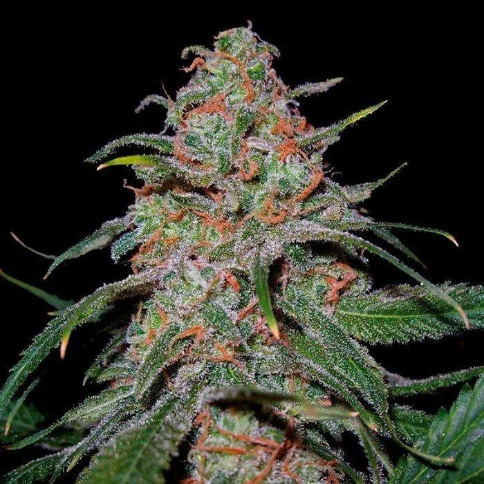 Lemon Skunk — fotografía de referencia