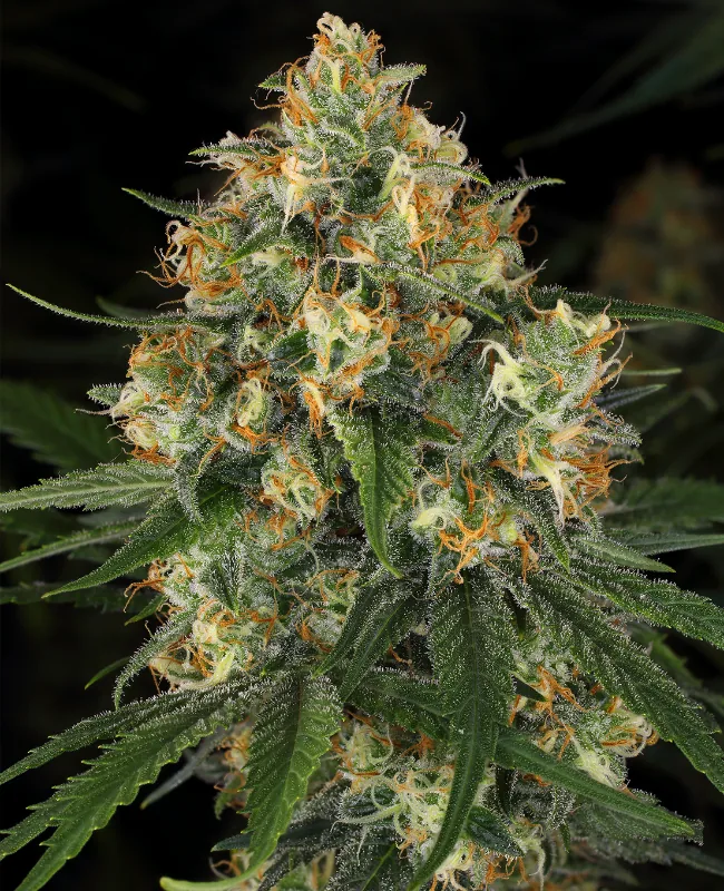 Nicole Kush — fotografía de referencia