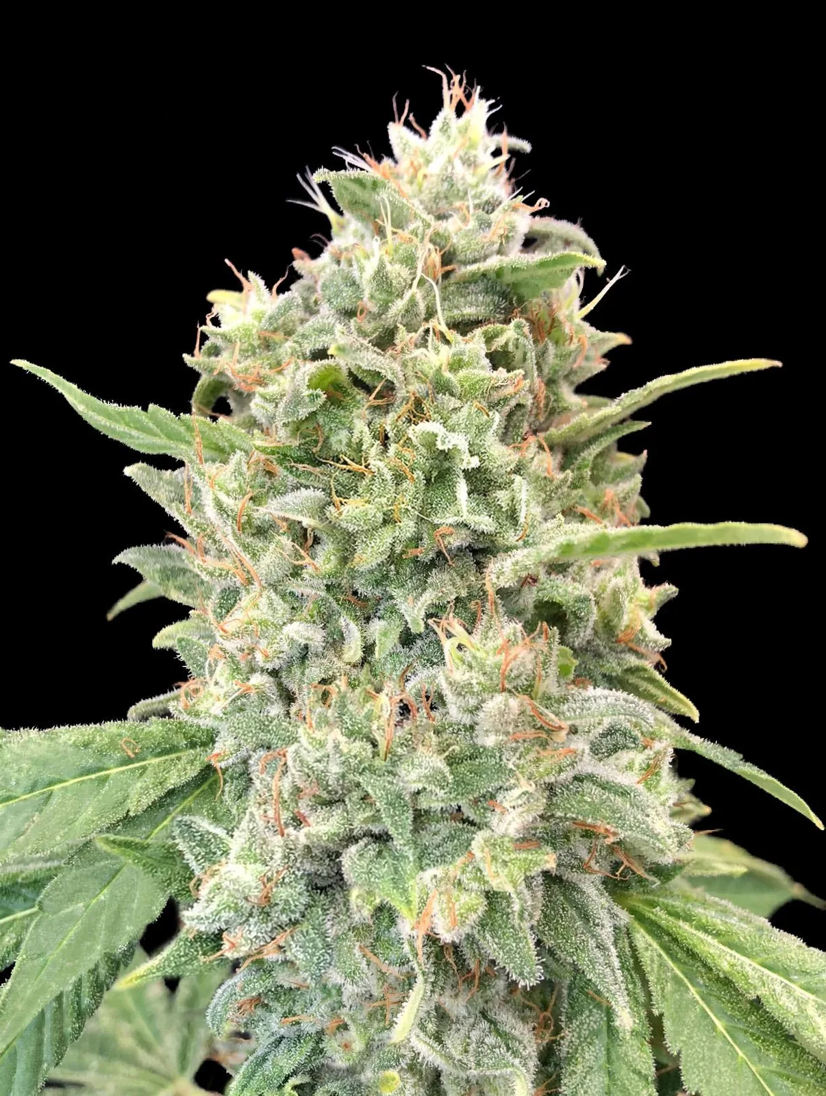 Strawberry Banana — fotografía de referencia