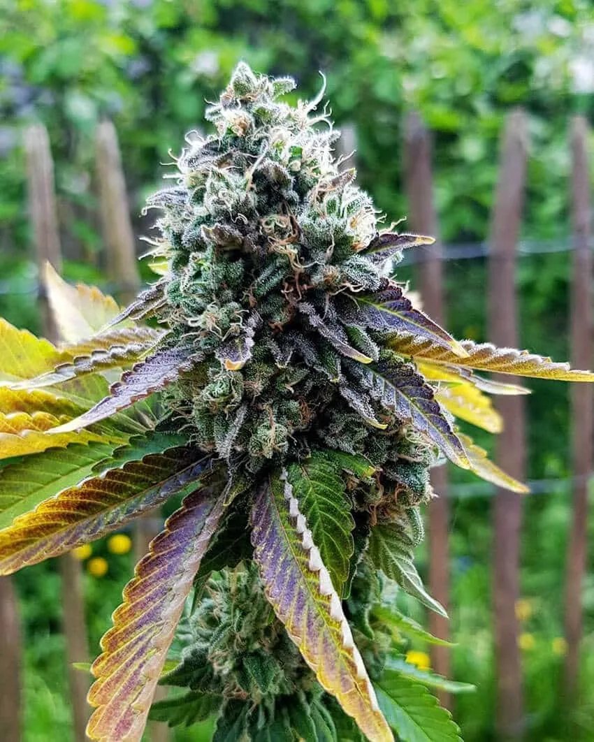 Strawberry Somango Bubba — fotografía de referencia
