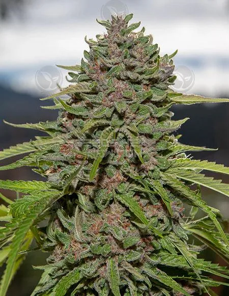 Sugar Sunset OG CBD — fotografía de referencia