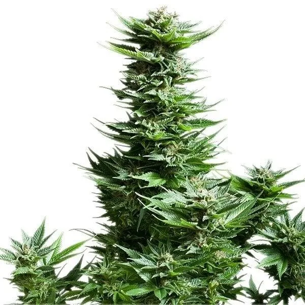 Sunset Sherbet Bubba — fotografía de referencia