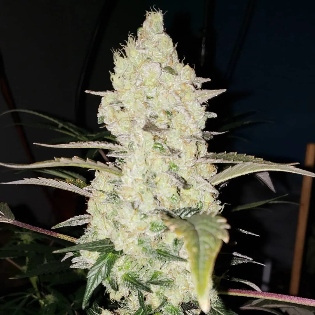 Wedding Cake — fotografía de referencia
