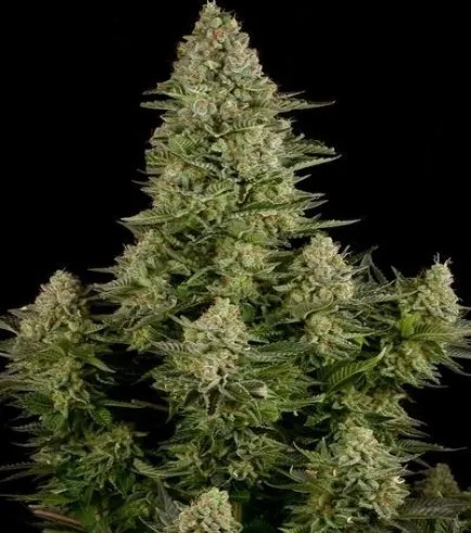 White Widow — fotografía de referencia