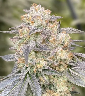 Zkittlez — fotografía de referencia